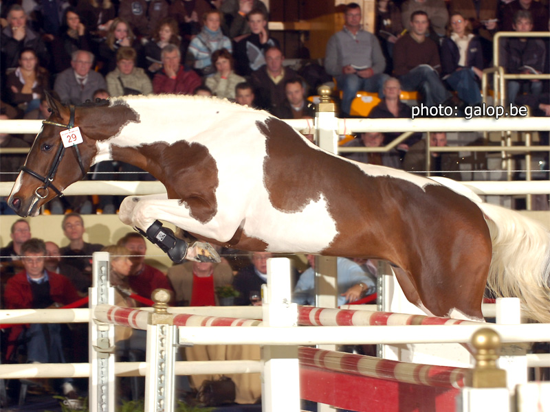 Eddy Wally (V: Querlybet Hero) goedgekeurd voor AES